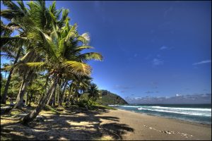 palmier-plage-reunion